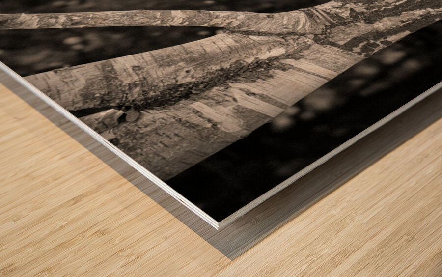 Burghley Birch Tree Wood print