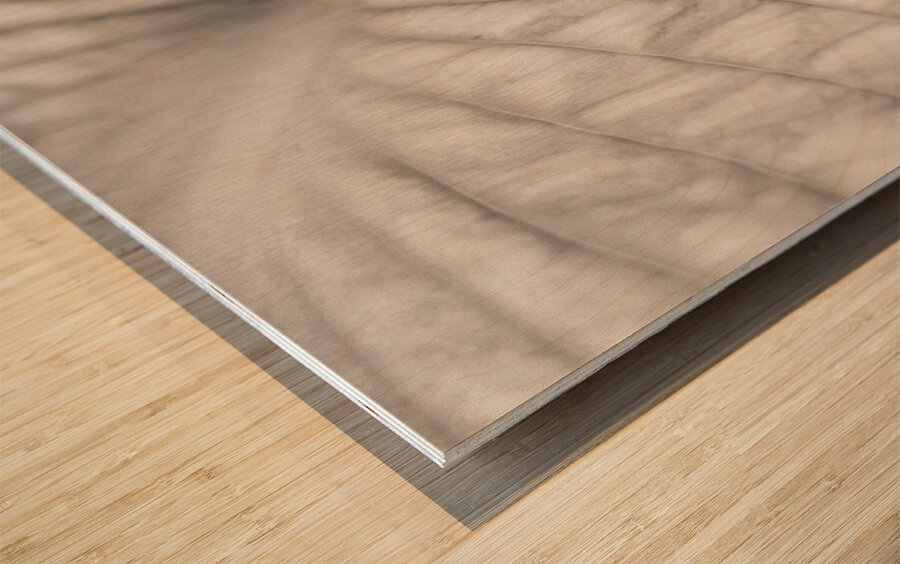 Hosta Leaf Wood print