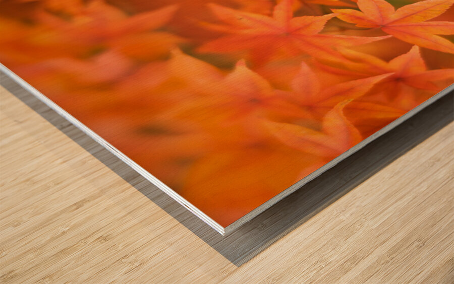 Leaves of Amber Wood print