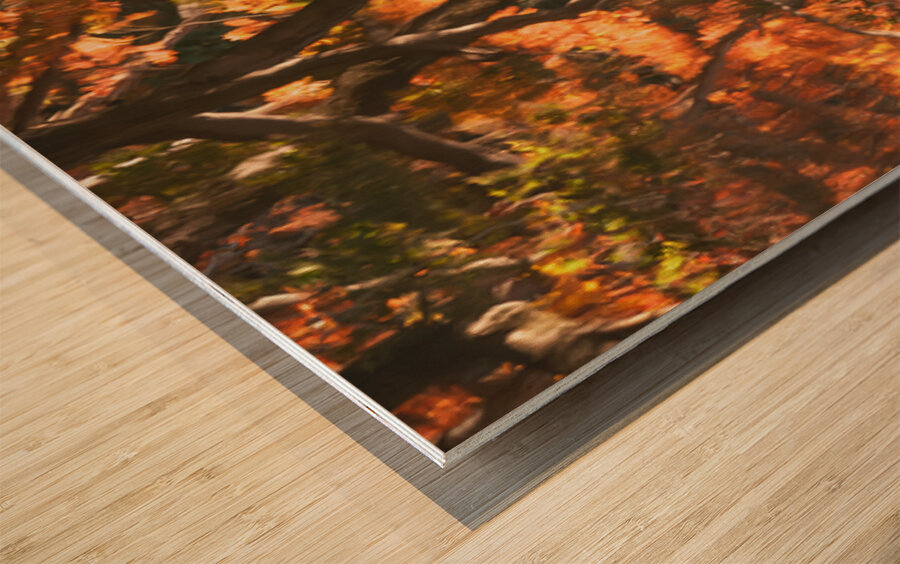 Shinjuku Gyoen Autumn Reflection Wood print