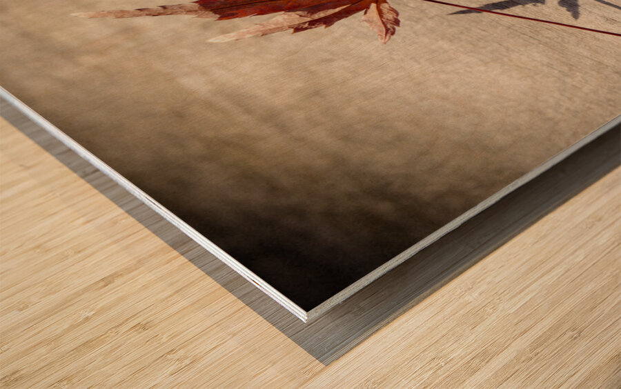 Fallen Beauty Wood print