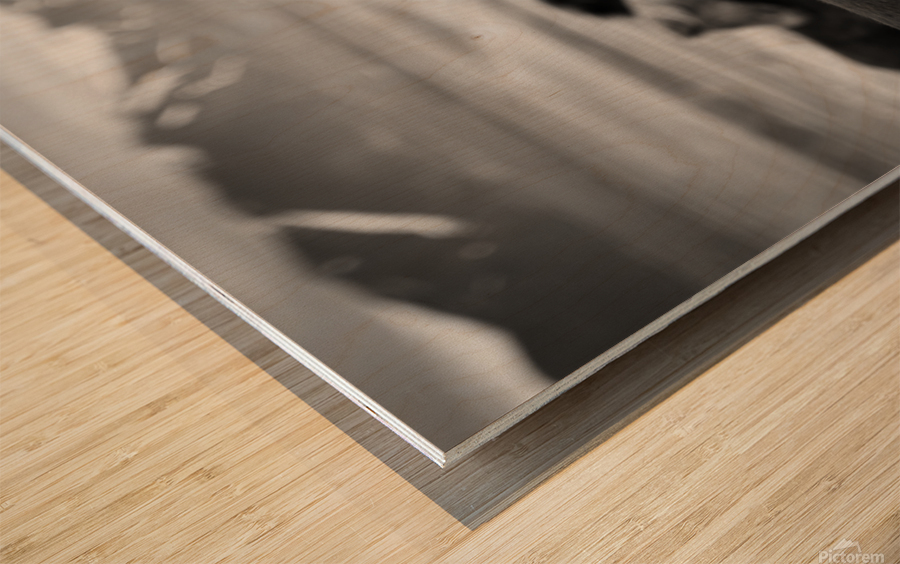 Icelandic Horses Wood print