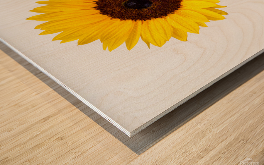 Sunflower Wood print