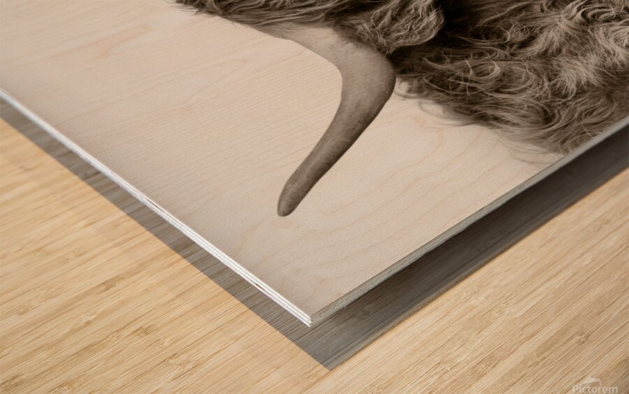 Highland Coo Wood print