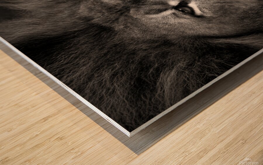 Lion Wood print